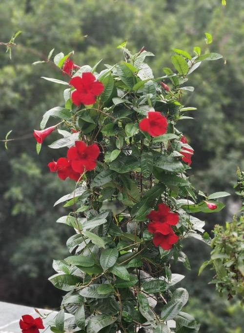 飘香藤什么时候开花（有关飘香藤的养殖方法）