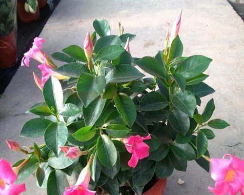 飘香藤什么时候开花（有关飘香藤的养殖方法）