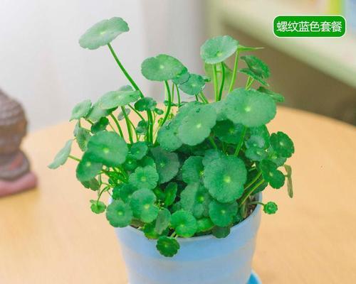 土培铜钱草怎样种植好（铜钱草土壤配置方法）