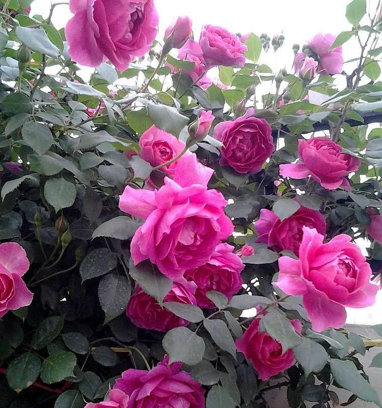 月季花在什么季节开花（有关月季花花期简介）