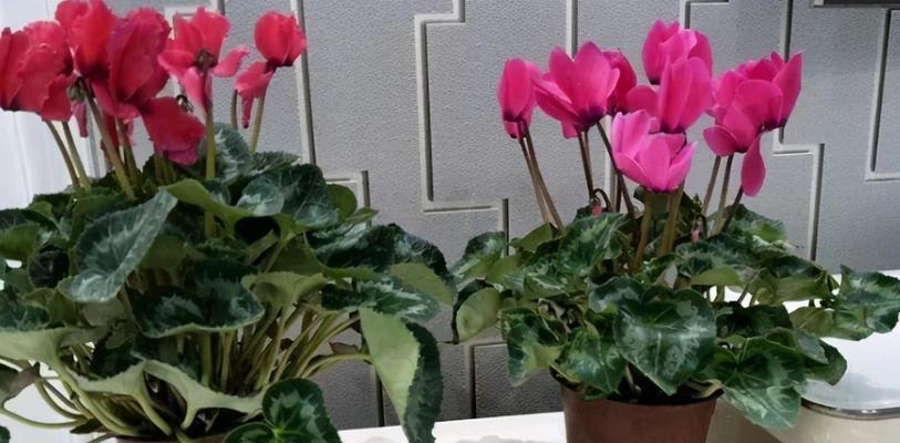 仙客来花期过后怎样处理（养护仙客来的注意事项）