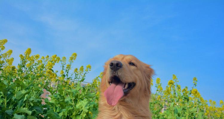 金毛犬训练科目有哪些（训练金毛犬的方法）