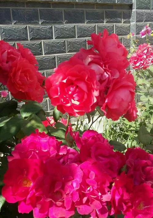用红掌花代表勇敢（红掌花的象征与勇敢品质的启示）