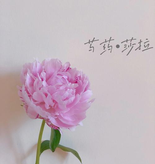 以菊花代表重新开始（菊花——生命中的新篇章）