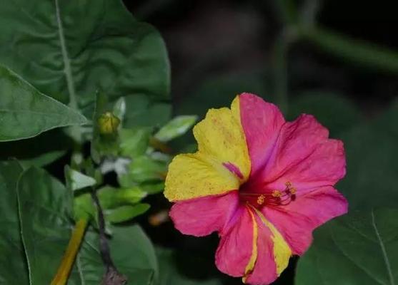花语揭示的胆小懦弱（以百合花为主题的胆小懦弱花语）