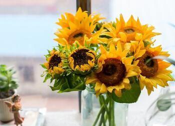 等我——以向日葵的花语为主题的文章（传递希望与坚持的力量）