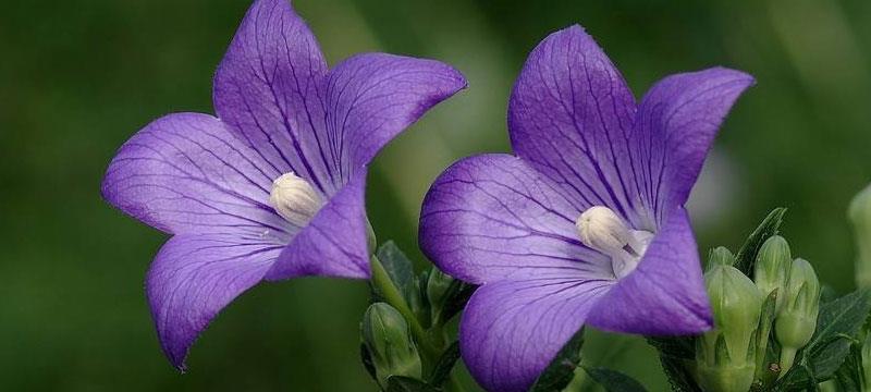 离开的花语——蒲公英（蒲公英）