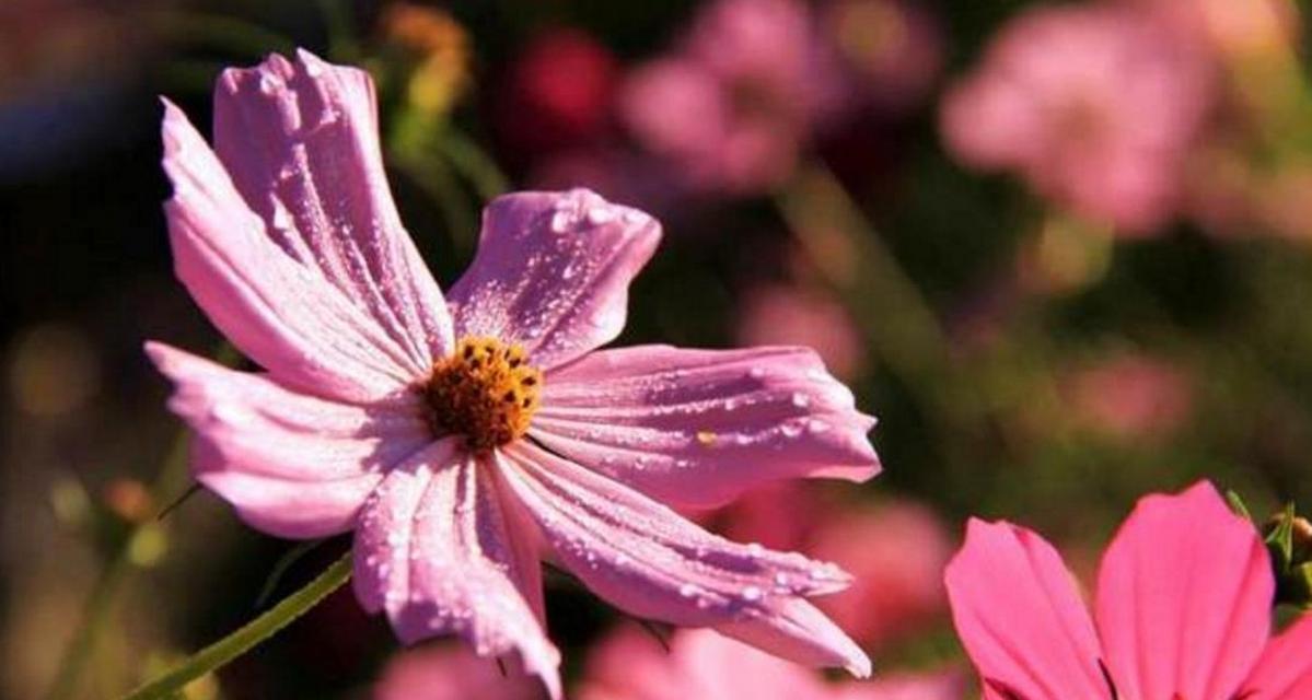 以百合花为主题的努力的花语（用花语诠释努力的力量）