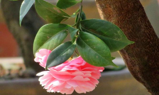 平平安安，以菊花为使者的花语（和平）