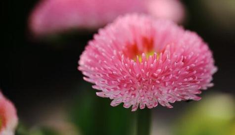 贪婪之花（红莲花的贪婪之美）