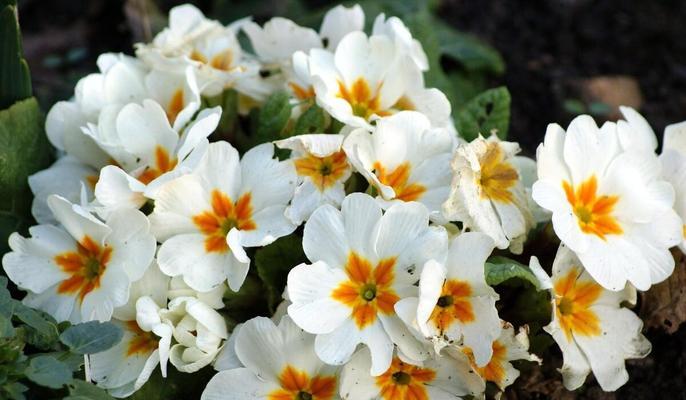 甜蜜之花（香气四溢的浪漫花语）