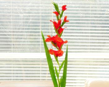 剑兰插花瓶水养怎么养（剑兰插花瓶水养方法讲解）