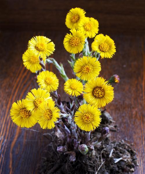 春天黄色的花都有哪些（常见的春季代表植物大全）