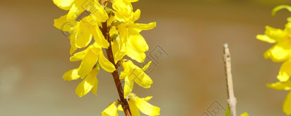 春天黄色的花都有哪些（常见的春季代表植物大全）