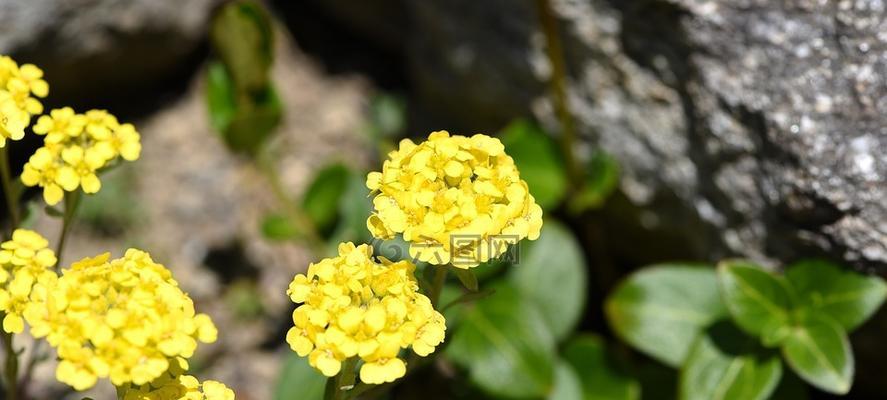 春天黄色的花都有哪些（常见的春季代表植物大全）