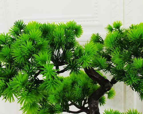 松树的介绍和特点（了解松树的相关知识）