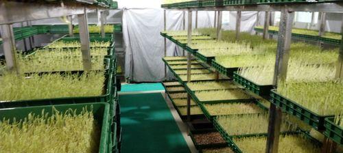 芽苗菜栽培技术与管理（以小苗栽培为例）