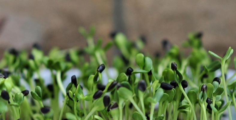 芽苗菜栽培技术与管理（以小苗栽培为例）