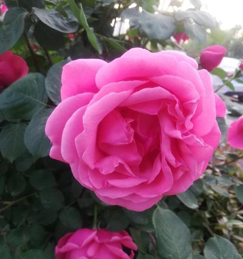 月季花什么时候开放（有关月季花花期简介）