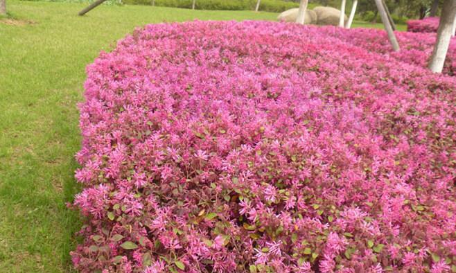 红花继木的养殖方法和注意事项（种植红花继木的窍门）
