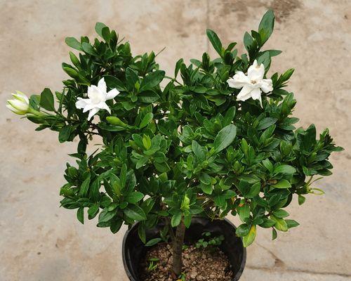 小叶栀子花一年开几次花（有关栀子花的养护知识）