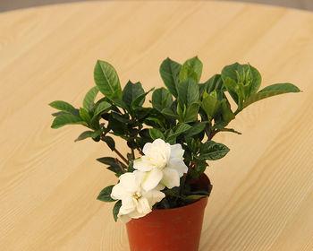 小叶栀子花一年开几次花（有关栀子花的养护知识）