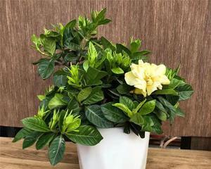 小叶栀子花一年开几次花（有关栀子花的养护知识）