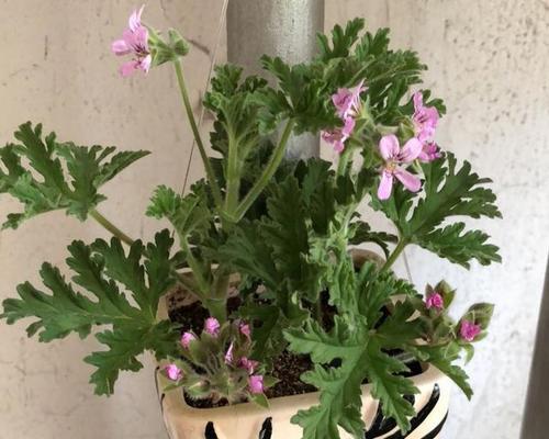 驱蚊草怎么养（驱蚊草的养殖方法和注意事项）