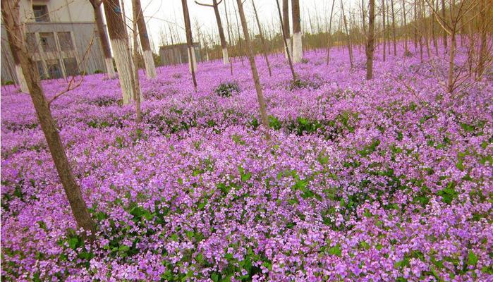 二月兰种植方法（从种子到开花）