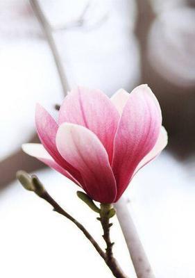 玉兰花有几种颜色（玉兰花有几个常见颜色）