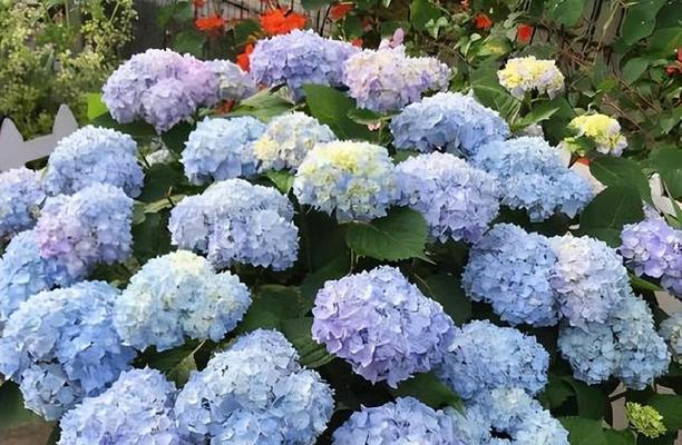 绣球什么季节开花（绣球花花期简单介绍）