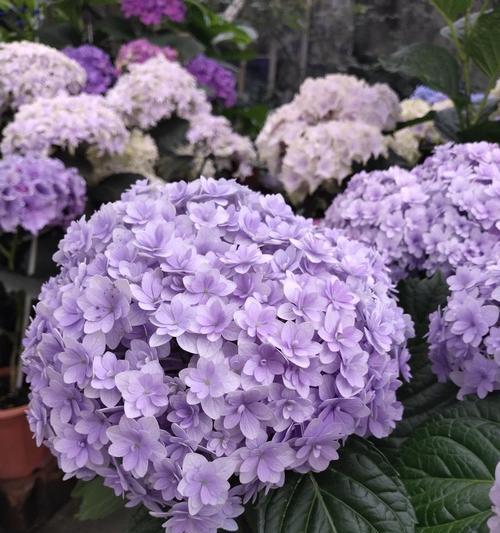 绣球什么季节开花（绣球花花期简单介绍）
