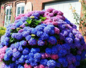绣球什么季节开花（绣球花花期简单介绍）