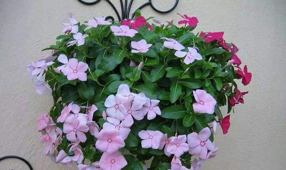 一年四季常开的花有哪些花（盘点三种四季常开的花）