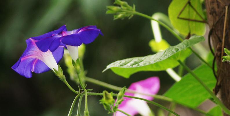 牵牛花几点开放（有关牵牛花花期简介）