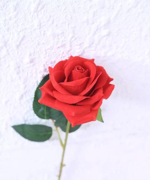 十一朵玫瑰花代表什么（玫瑰花数量的含义）