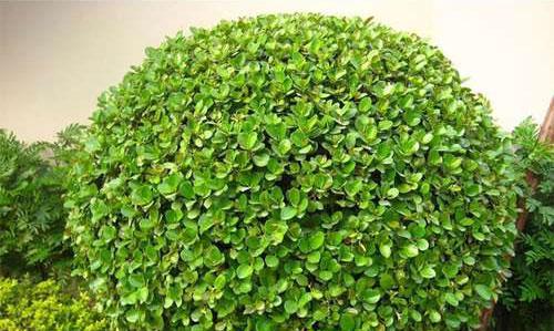 金边黄杨球怎么养才对（种植金边黄杨的注意事项）