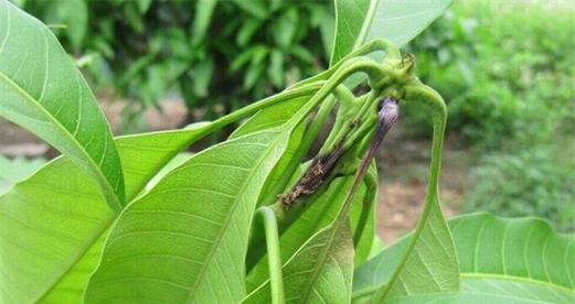 芒果种子怎么发芽（芒果种植方法和技巧）