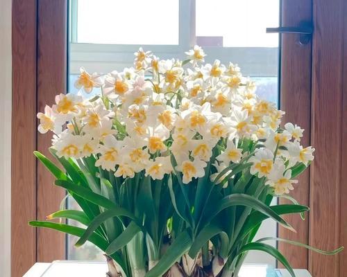 水仙花是什么季节开放的（关于水仙花的开放时间）