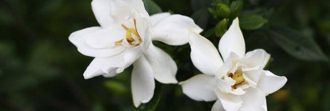 栀子花花语之美丽与纯洁（探寻栀子花的花语之谜）