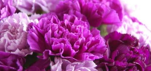 紫色康乃馨花语与寓意（康乃馨花语传递着爱、敬意与祝福）