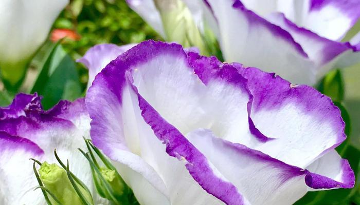 紫色康乃馨花语与寓意（康乃馨花语传递着爱、敬意与祝福）
