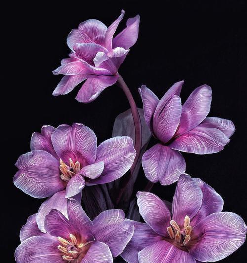紫色马蹄莲的花语——追寻自由与成长（揭开紫色马蹄莲的秘密）