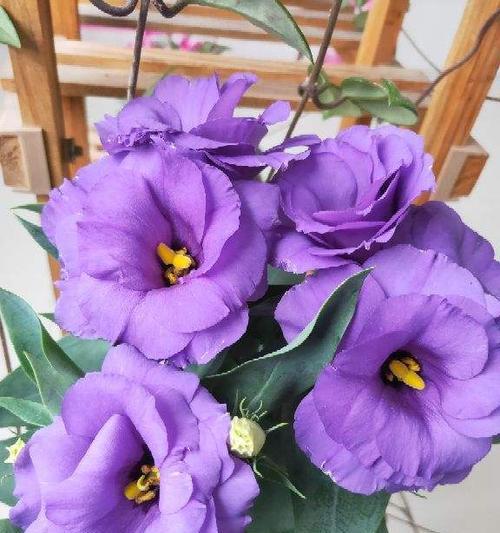 洋桔梗花的花语与寓意（揭秘紫色洋桔梗的浪漫秘密）