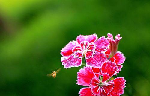 嘴唇花花语（微笑、亲吻、分享）