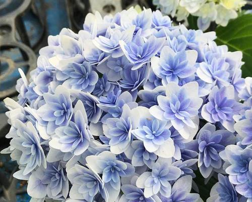 八仙花花语（探索八仙花的花语与传说）