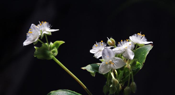 白花紫露草花语探秘（揭示白花紫露草的神秘象征意义）