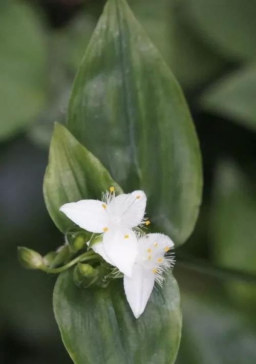 白花紫露草花语探秘（揭示白花紫露草的神秘象征意义）