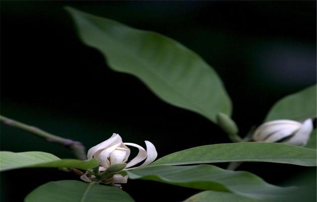 白兰花的花语与意义（探索白兰花的花语）