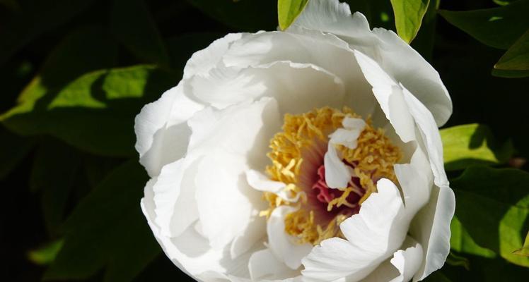 白牡丹的花语-纯洁与高贵（探索白牡丹花的寓意与象征）
